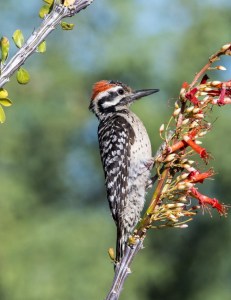 Ladder-backed Woodpecker