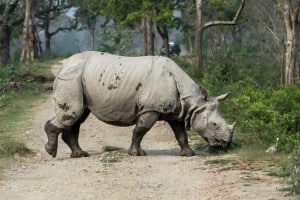 Indian Rhinoceros
