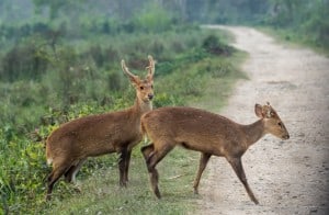 Hog Deer