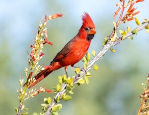 Northern Cardinal