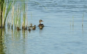 A Mother’s Love