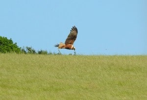 Hunting Harrier