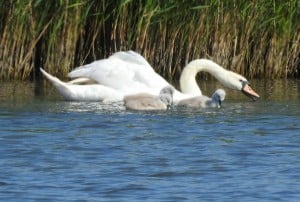 Precious New Life