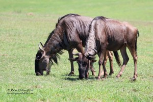 Feasting Wildebeest
