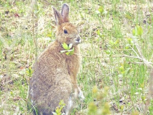 Snowshoe Hare