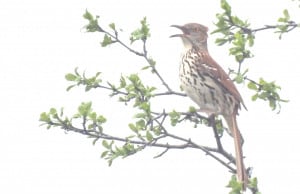 Brown Thrasher