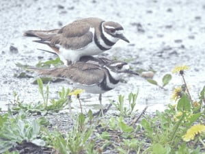 Killdeer