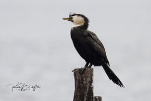 Little Shag (Microcarbo Melanoleucos)