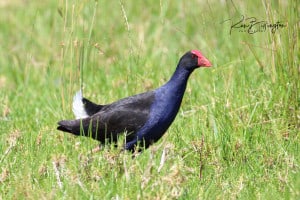 Pukeko (Porphyrio Porphyrio)
