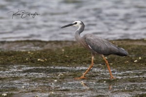 White-faced Heron (Egretta Novaehollandiae)