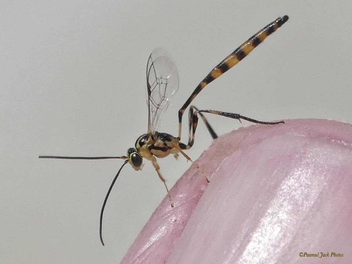 Sweet-looking Wasp – Landed on My Fingertip