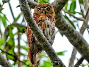 Curious Pygmy Owl