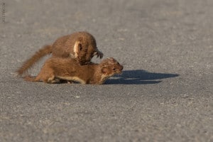 Weasels Fighting