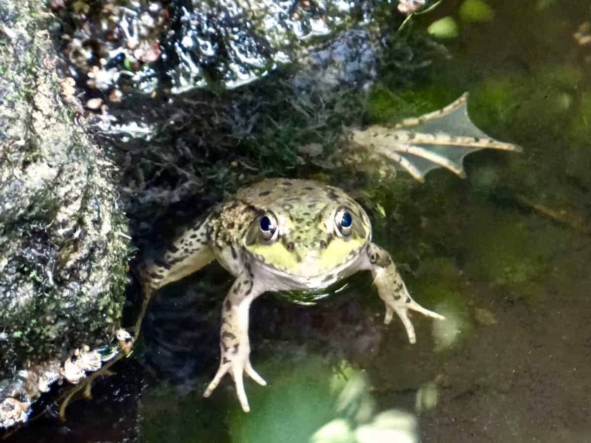 Hey, I Was Just Leaving (Green Frog)