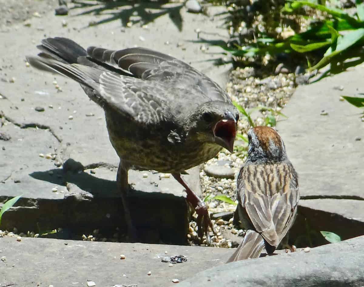Chipping Sparrow Feeding Cowbird