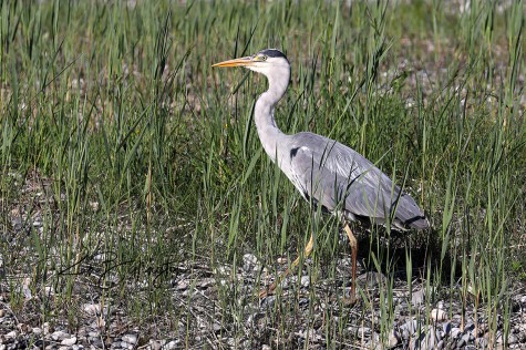 Fishing in the Reeds - Grey Heron