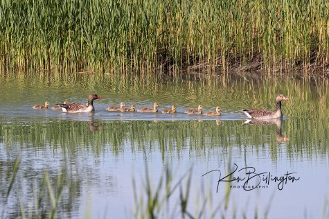 Happy Family - Greylag Geese