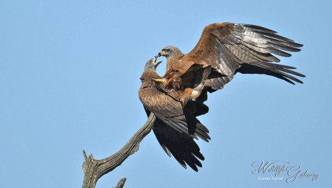 Black Kites