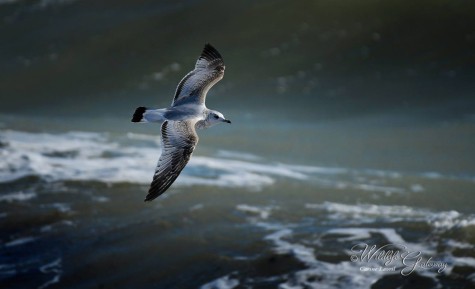 Black-legged Kittiwake