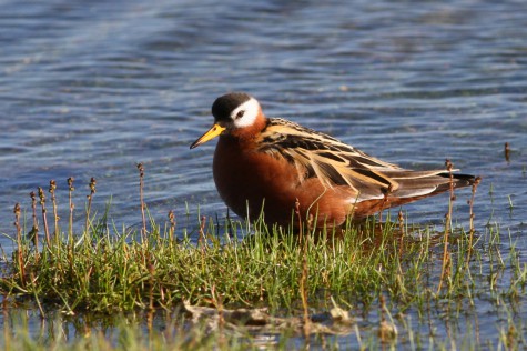 Red Phalarope (Female)
