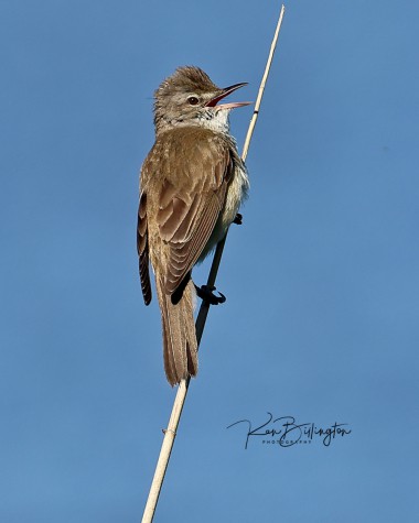 Calling for His Mate - Reed Warbler