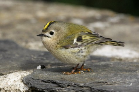 So Fragile, so Confident - the Goldcrest