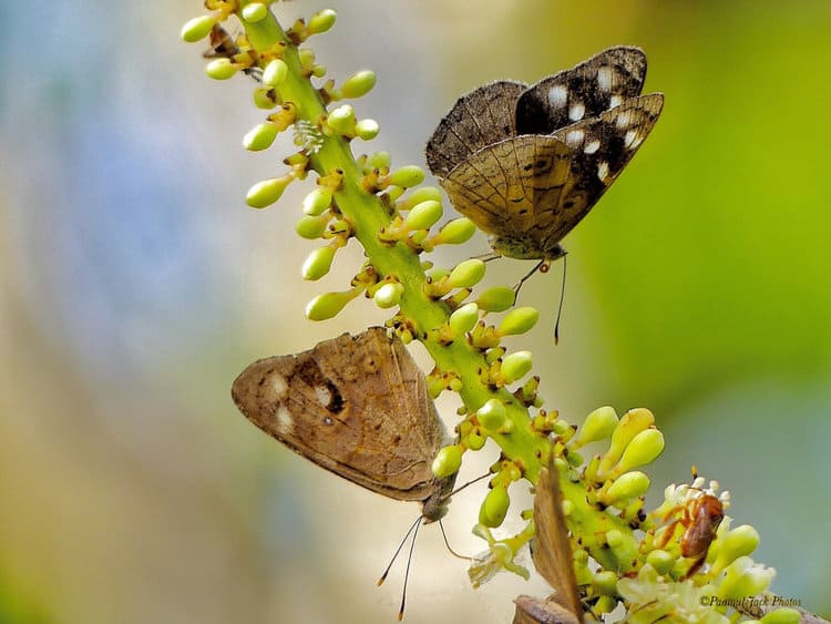 Two on a Branch – Puplewings Butterflies