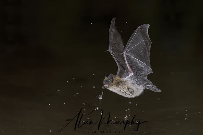 Bat in Night Flight