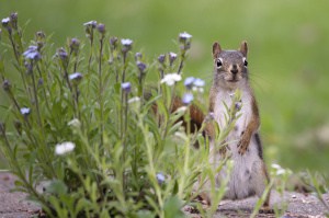 A Red Squirrel and Forget-me-nots