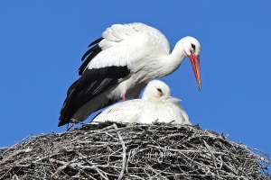 Family Planning - White Storks