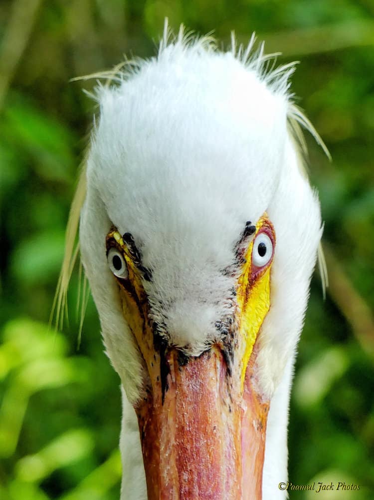 Here’s Looking at You! – White Pelican.