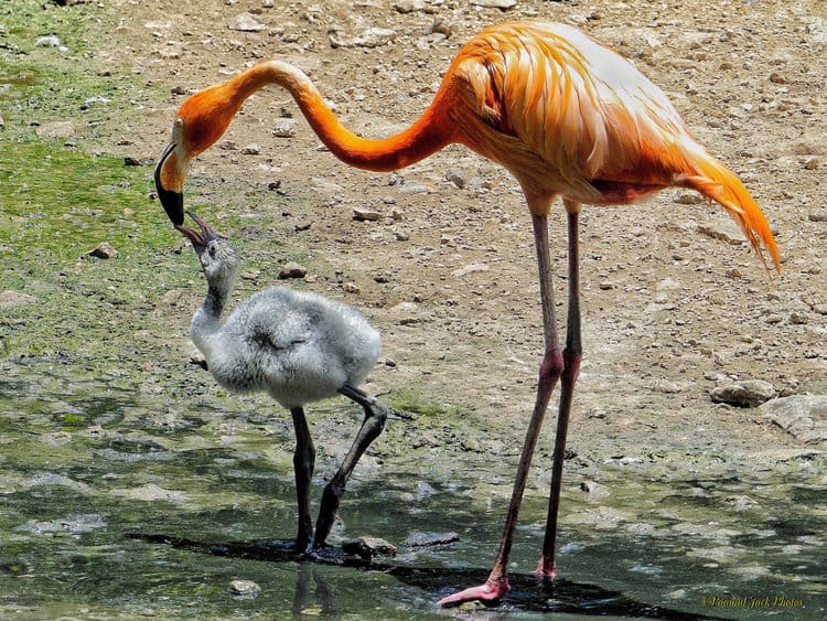 “i Love You Mummy!” – Flamingos.
