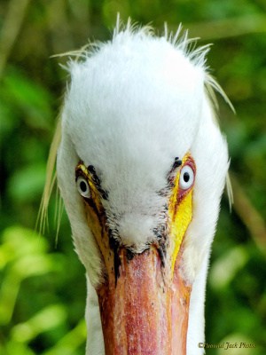 Here’s Looking at You! - White Pelican.