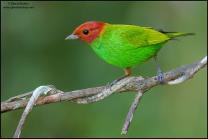 Bay-headed Tanager (Tangara Gyrola)
