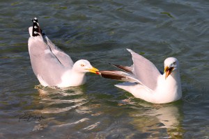 Stop Biting My Tail - Herring Gulls