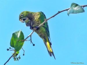 Parakeet Having Lunch.