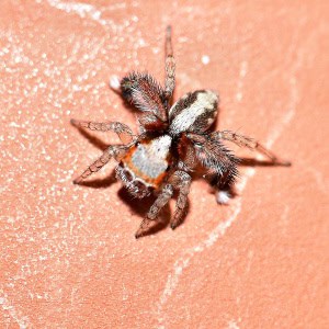 Jumping Spider