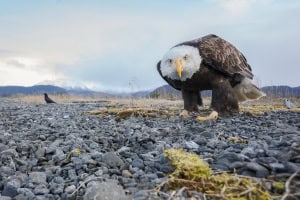 A Curious Bald Eagle Checks Out the Cameras
