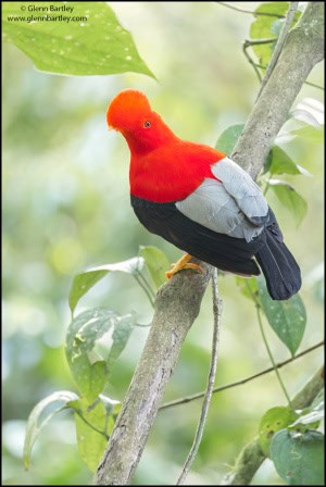 Andean Cock of the Rock (Rupicola Peruviana)