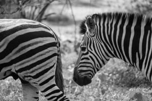 Zebra