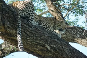 Leopard in Kruger