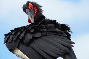Ground Horn Bill Preening