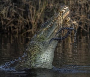 Gruesome Catch