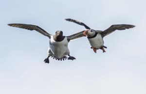Flying Buddies - Razorbill + Atlantic Puffin