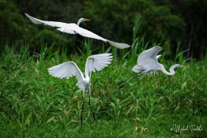 Three Directions (Great White Egrets)