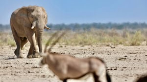 Gemsbok & Elephant