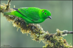 Glistening-green Tanager (Chlorochrysa Phoenicotis)