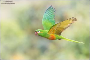 Golden-plumed Parakeet (Leptosittaca Branickii) 