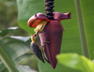 Hoffmann’s Woodpecker