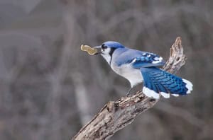 Blue Jay Ready for Takeoff